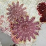 Làm thế nào mà sao biển có thể xây dựng một số lượng cá thể để có thể tấn công các rạn san hô?