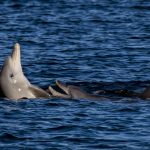 Điều chỉnh cách thức trò chuyện với cá heo có thể thúc đẩy nỗ lực bảo tồn chúng