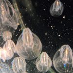 Ăn thịt đồng loại giúp động vật không xương sống xâm lấn trong điều kiện khắc nghiệt