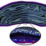 Mô phỏng đầu tiên của màng ty thể có kích thước đầy đủ