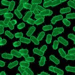 Khai thác một vết nứt trong áo giáp của vi khuẩn có thể dẫn đến các liệu pháp thuốc mới