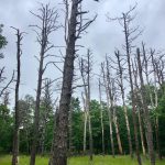 Cân bằng tác động của các loài thay đổi phạm vi: Xâm lấn và đa dạng sinh học