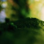 Loài thực vật cổ đại có sinh học sinh sản nắm bắt sự tiến hóa từ một đến hai kích thước bào tử