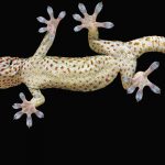 Để leo lên như một con tắc kè thì robot cần ngón chân