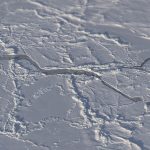 ICESat-2 của NASA đo độ dày băng biển và độ tuyết phủ của Bắc Băng Dương