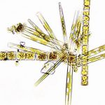 Tảo trong đại dương thường đánh cắp gen của vi khuẩn