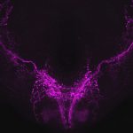 Ruồi ngủ nhiều hơn khi chúng cần thích nghi với những tình huống mới