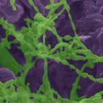 Các vi sinh vật ở vùng khô cằn trích xuất nước cần thiết từ các tảng đá thuộc địa