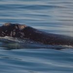 Bí mật di cư giúp ích cho việc các loài cá voi phục hồi