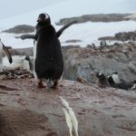 Chim cánh cụt ở Nam Cực giải phóng một lượng khí cười cực lớn