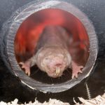 Tại sao chuột chũi trần cần carbon dioxide để tránh co giật?