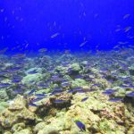 Ngay cả các rạn san hô đa dạng sinh học vẫn dễ bị tổn thương trước biến đổi khí hậu và các loài xâm lấn