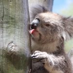 Nghiên cứu đầu tiên cho thấy gấu túi uống nước bằng cách liếm thân cây