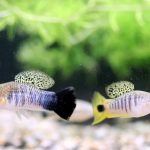 Nguồn gốc di truyền của rối loạn chức năng lai