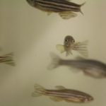 Ngư nghiệp có thể phá vỡ hệ thống giao phối của chúng