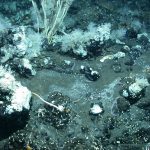 Một thế giới khác: Cuộc sống đang sôi sục dưới đáy biển với dầu mỏ từ sâu bên dưới