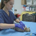 Lần đầu tiên vi sinh vật được tìm thấy ở chim săn mồi của Florida