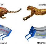 Lấy cảm hứng từ loài báo, các nhà nghiên cứu chế tạo robot mềm nhanh nhất