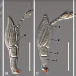 Loài mới kỳ lạ được phát hiện … trên Twitter
