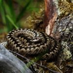 Viper sử dụng áo choàng và Dazzle để trốn thoát động vật ăn thịt