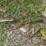 Trò chơi chờ đợi: Sự kiên nhẫn của động vật săn mồi và con mồi