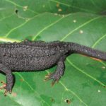 Hai loài mới cho các loài khoa học và một phân loài cá sấu mới từ miền bắc Việt Nam