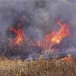 Các đám cháy ở mức độ nghiêm trọng thấp giúp tăng khả năng giữ carbon lâu dài của than bùn