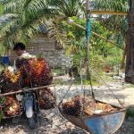 Dầu cọ bền vững là giải pháp vừa bảo vệ môi trường mà lại giảm nghèo ở một số địa phương