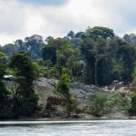 Ngăn chặn nạn phá rừng: Bài học từ Colombia