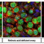 Giáo điều sinh sản tế bào bị thách thức