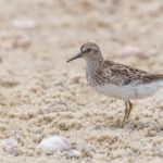 Săn bắn đe dọa một trong những cuộc di cư động vật hoang dã tuyệt vời nhất thế giới