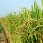 Sự kiện làm mát toàn cầu 4.200 năm trước đã thúc đẩy sự phát triển của lúa gạo, lan rộng khắp châu Á