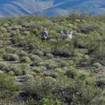 Sự xâm lấn cây bụi trên đồng cỏ có thể làm tăng lượng nước ngầm