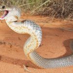 Tại sao mèo có thể sống sót tốt hơn chó khi bị rắn cắn?