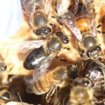 Tiết lộ sự xuất hiện của bệnh ở ong mật có thể gây chết người