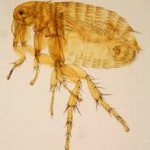 Bệnh dịch hạch Justinianic: Đại dịch hạch đầu tiên