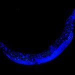 Giun tròn mẹ có bản năng siêu bảo vệ con cái