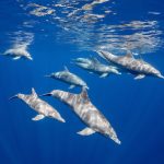 Cá heo học các kỹ năng tìm kiếm thức ăn từ các đồng loại