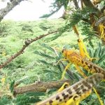 Kinh hoàng đại dịch châu chấu