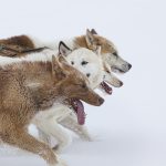 Chó Sledge có liên quan chặt chẽ với ‘chó cổ’ 9.500 tuổi