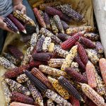 Các nhà nghiên cứu ghi nhận việc sử dụng ngô đầu tiên ở Mesoamerica