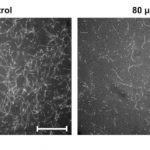 Bức xạ Terahertz có thể phá vỡ protein trong các tế bào sống