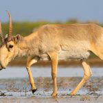 Khi động vật quý hiếm biến mất, các nhà khoa học phải đối mặt với ‘nỗi đau sinh thái’