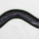 Tín hiệu Dopamine cho phép các mạch thần kinh tạo ra các hành vi phối hợp