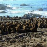 Sinh thái dân số: Nguồn gốc của sự biến đổi di truyền ở hải cẩu