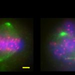 Phức hợp protein mới được sắp xếp nhiễm sắc thể