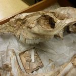 Lạc đà tuyệt chủng tiết lộ những hiểu biết về thảo nguyên cổ xưa của Bắc Mỹ