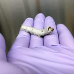 Nghiên cứu mới xác định đột biến khiến E. coli trở nên nguy hiểm hơn