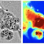 Các nhà khoa học thiết kế tế bào người với độ trong suốt như mực