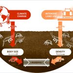 Động vật đất ngày càng nhỏ đi với biến đổi khí hậu